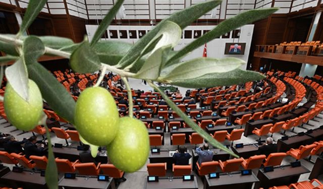 Doğa için kara gün: Zeytinlikleri yok edecek yasa geçti!