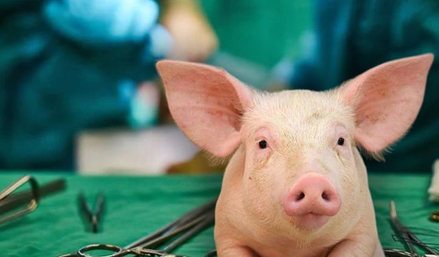 Tıp tarihinde çığır açan operasyon: Domuz akciğeri insana nakledildi