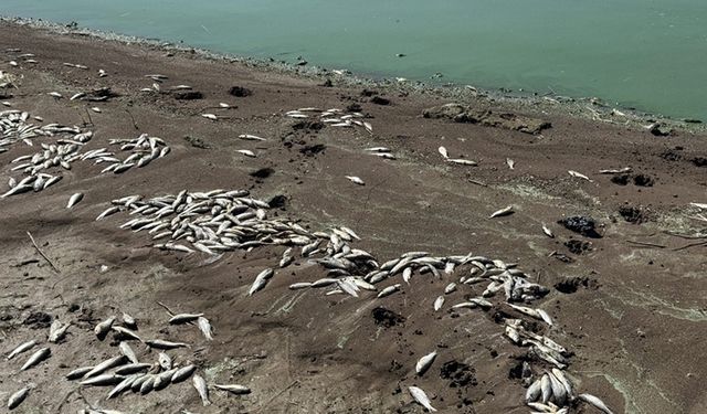 Kahramanmaraş'ta Sır Barajı'ndaki balık ölümleri araştırılıyor