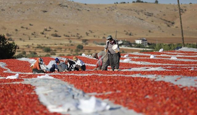 Elazığ'dan ihraç edilen kurutulmuş domates dünya sofralarına lezzet katıyor