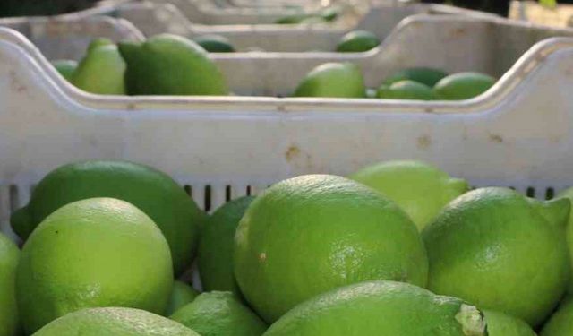 Limon hasadı 25 ve 27 Eylül tarihlerinde başladı
