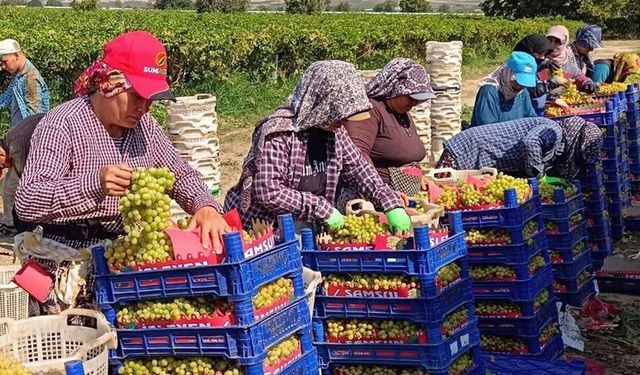 Sarıgöl’de üzüm hasadı aralıksız sürüyor