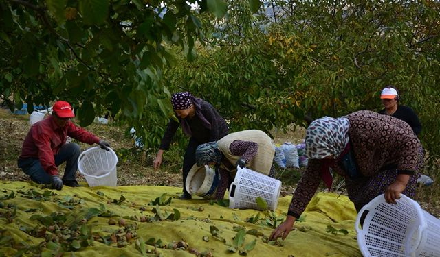 Emekliliğin ardından köyüne dönüp ceviz üretimine başladı