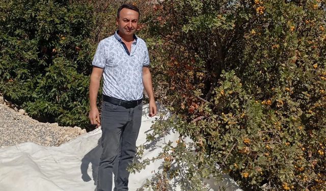 Malatya’da şifa deposu alıçta hasat devam ediyor