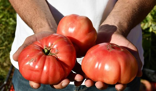 Tescilli Kozluk domatesi iriliğiyle göze, lezzetiyle damaklara hitap ediyor