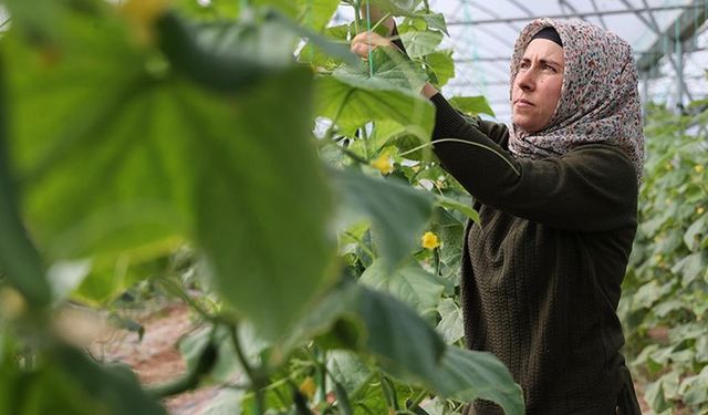 Kadın girişimci devlet desteğiyle kurduğu serada üretime katkı sağlıyor