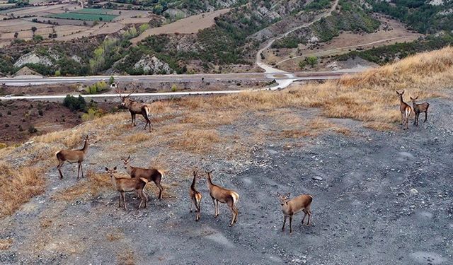 Kastamonu'da sürü halinde gezen kızıl geyikler doğal ortamında görüntülendi