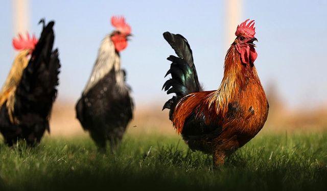 Denizli horozunun ırkı Konya'daki enstitüde korunuyor