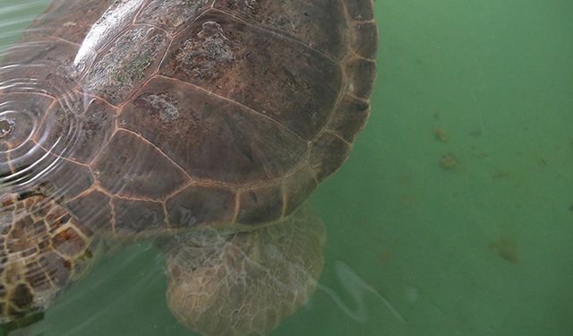 Caretta caretta "Tuba" ikinci dünya turunda 7 bin kilometre katetti