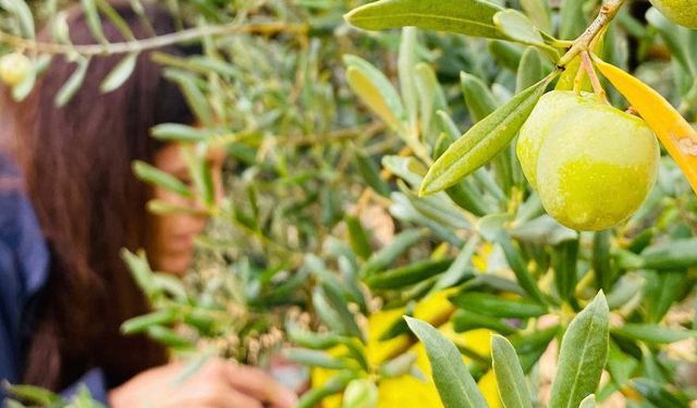 Manisa’da zeytincilere çifte uyarı