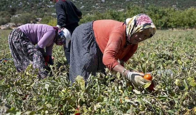 Mersin’de üreticiye yüzde 70 hibeli domates fidesi desteği