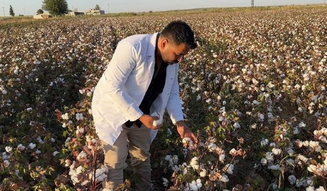 Şanlıurfa’da beyaz altın hasadı başladı
