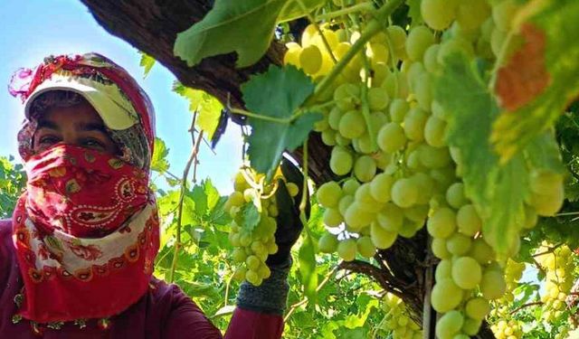 Sarıgöl’de üzüm hasadı aralıksız devam ediyor