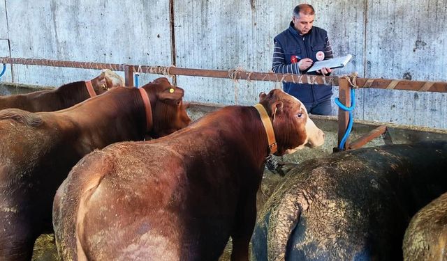 Büyükbaş hayvanlara şap aşısı ve sağlık taraması