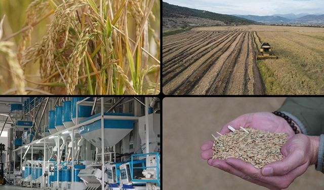 Modern kurutma pirinçte lezzet ve verim kalitesini artırıyor