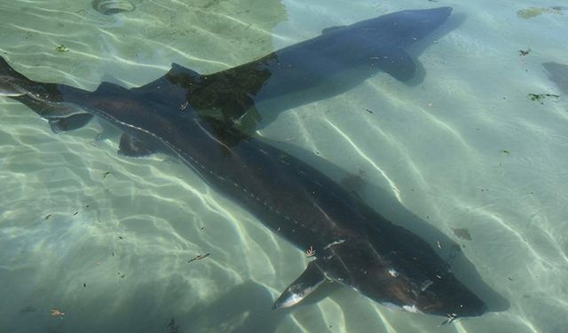 Trabzon'da mersin balığının korunması için 25 yıldır mücadele ediliyor