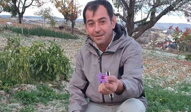 Demirci’de safran çiçeği yetiştirildi