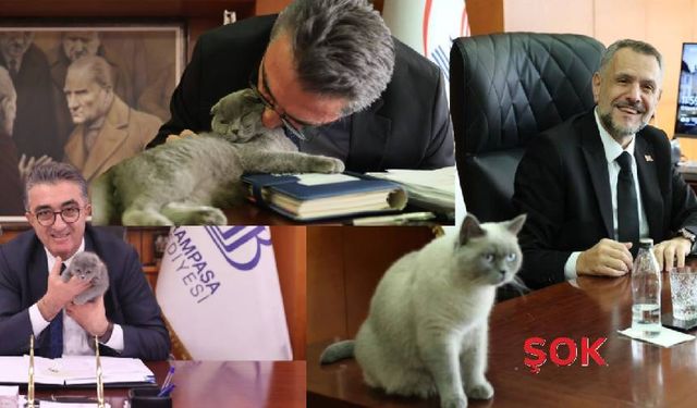 'Bayrampaşa Belediyesi'nde kediye de kayyum atandı'