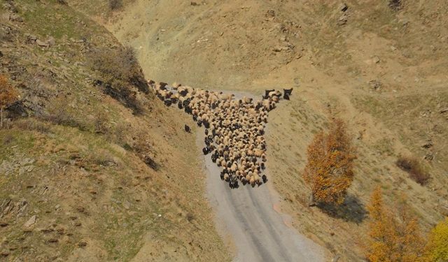 Muş'ta besicilerin sıcak bölgelere yolculuğu başladı