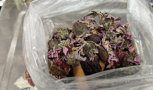 Geçmeyen öksürüğe ‘bitkisel’ karışım