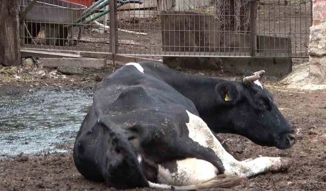 Şapa karşı en radikal koruma aşı: Aşılamayı ihmal etmeyin