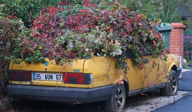 İzmir'de 8 yıldır park halindeki otomobili sarmaşıklar sardı