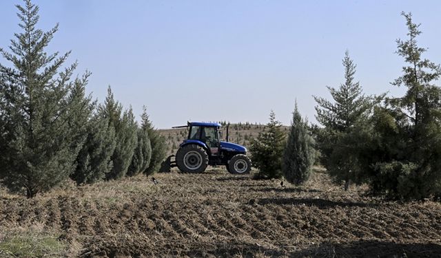 Ağaçlandırma seferberliğinin ilk yılında dikilen fidanlar ağaca dönüştü