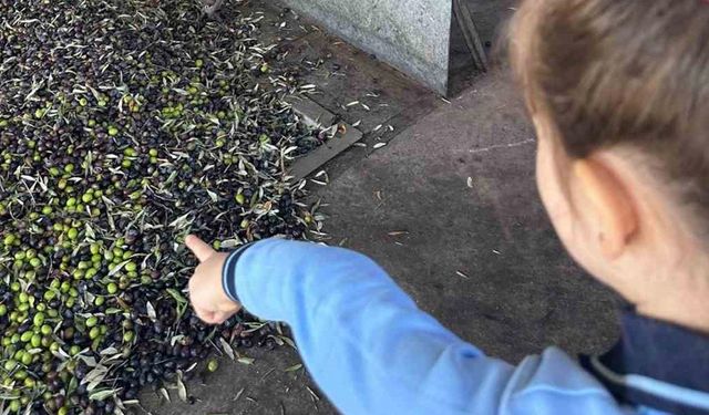 Minikler zeytinin ağaçtan sofraya uzanan serüvenini uygulamalı öğrendi