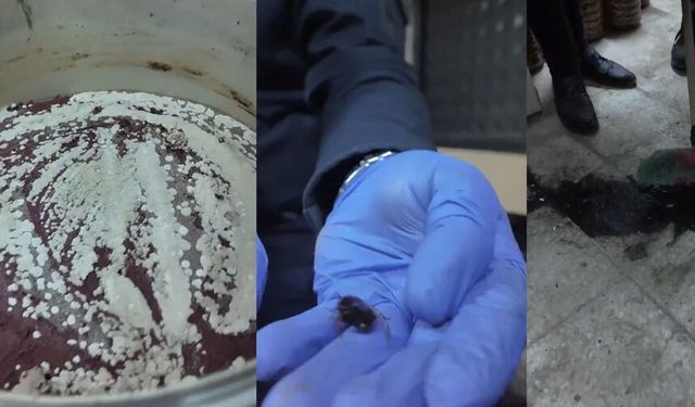 Bakkaldan skandal görüntüler: Ölü fareler, küflenmiş salça...