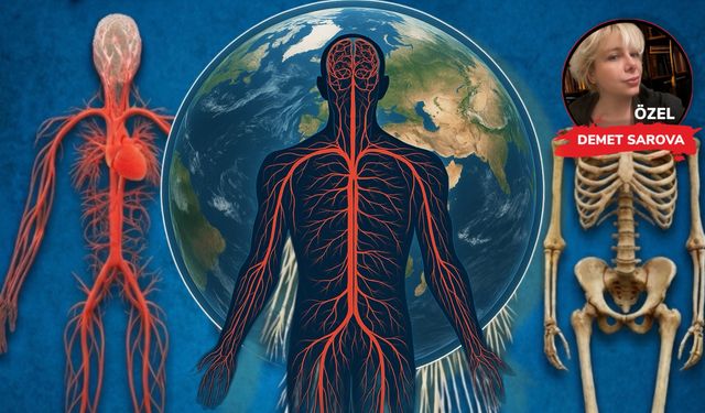 Vücudunuzda gizli bir otoyol var: 95.000 km damar, 72 km sinir!