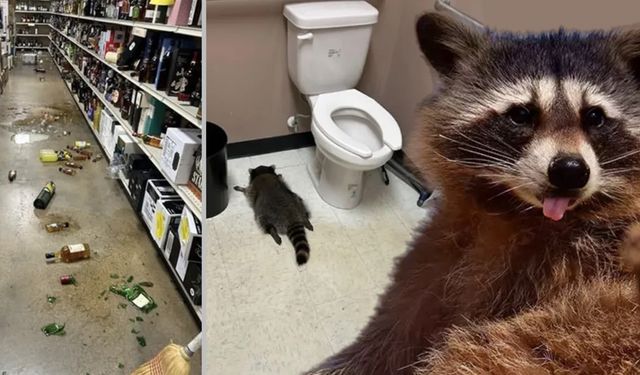 Tavandan düştü, içkileri içti, tuvalette sızdı: Rakunun gece macerası bakın nasıl bitti!