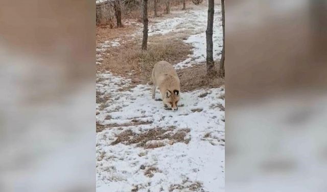 Ardahan'da okul bahçesinde yiyecek arayan tilki görüntülendi