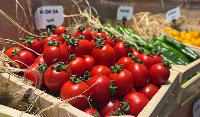 Türkiye'den yurt dışına sebzede en çok domates, salatalık ve biber tohumu gönderiliyor