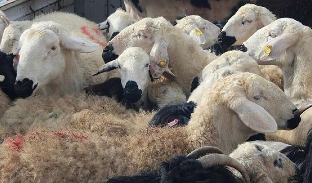 Sonunda bu da oldu! İcralık olan besicinin sürüsü açık artırmayla satılacak