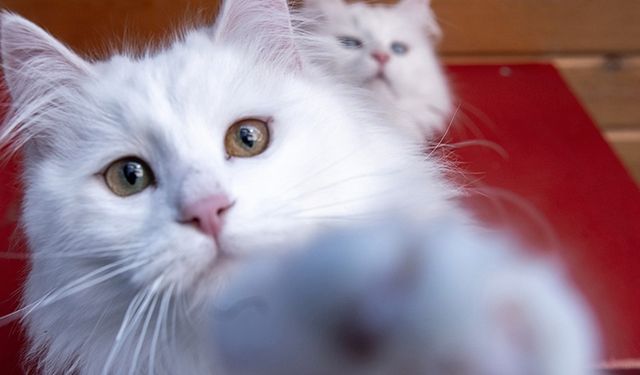 Kedilerin insanlarla iletişimi sahibinin cinsiyetine göre değişiklik gösterebiliyor