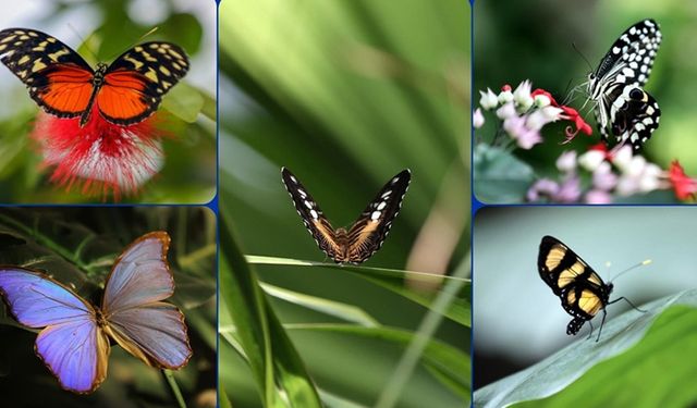 Şebiarus ziyaretçileri kelebeklerin tropikal dünyasını da keşfedecek