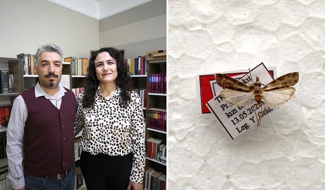 Diyarbakır'da keşfettiği yeni güve türüne eşinin adını verdi