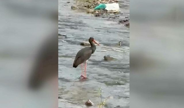 Türkiye'de nadir görülen kuş türlerinden kara leylek Karabük'te görüntülendi