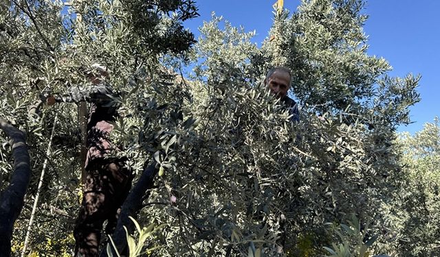 Artvin'de babalarından öğrendikleri yöntemle 45 yıldır zeytinyağı üretiyorlar