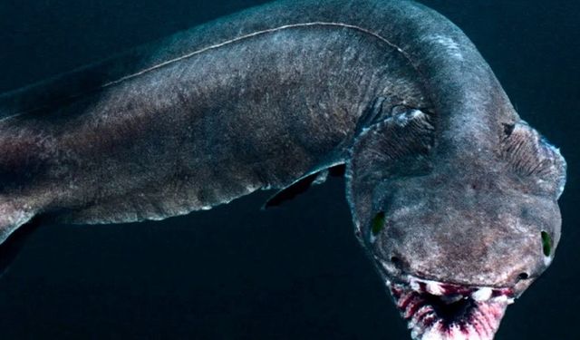 Dünyanın en büyük deniz yılanı keşfedildi: Köpek balıklarıyla besleniyor