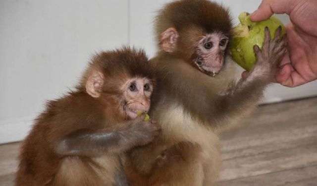 'Maymun işte' deyip geçme onlar birer istihbarat dahisi!