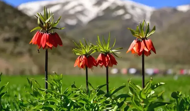 Cemre ne zaman düşecek? İlk cemre nereye düşecek? İşte 2026 cemre düşme tarihleri