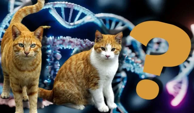 Doktorlar şaşkın! Sevimlilikleri yetmedi, kediler kanser çalışmalarında da öne çıktı