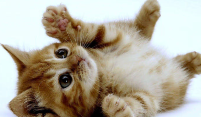 Patili yıkıcılar: Kediler her şeyi niye devirmeyi sever?