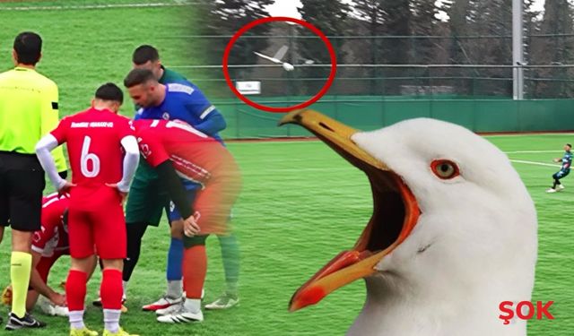 Kaleci martıyı vurdu, stoper kalp masajına koştu! Hayat kurtaran anlar kamerada!