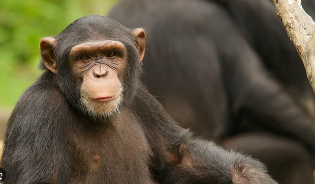 Evrimsel bir benzerlik daha: Şempanzeler doğal yollarla alkol tüketiyorlar