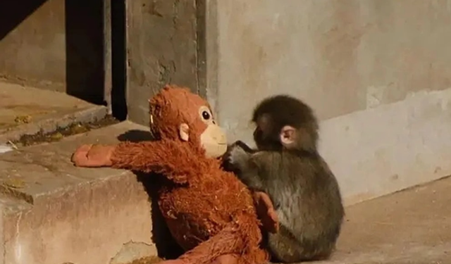 Yalnızlığıyla dündem olan Punch artık yalnız değil