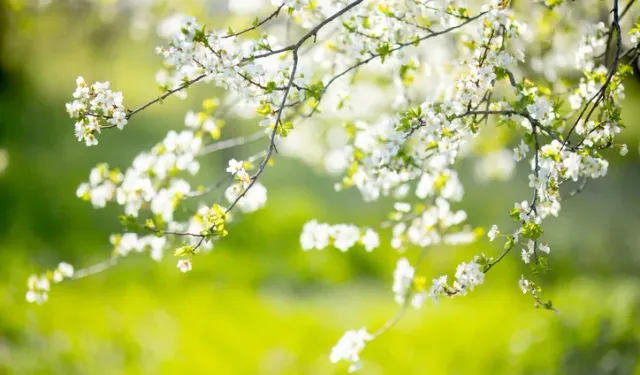 En güzel Hoş geldin Mart ayı sözleri ve mesajları: 2026 Anlamlı, duygusal, umut verici Mart ayı sözleri ve mesajları