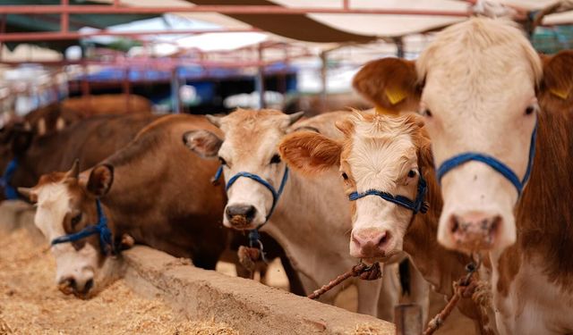 2026 Kurbanlık fiyatları ne kadar? 2026 Büyükbaş ve küçükbaş kurbanlık fiyatları belli oldu!