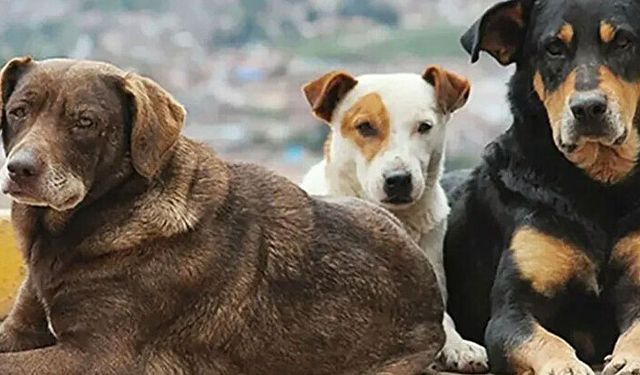 İstanbul Valiliği'nden sokak köpekleri açıklaması: Belediyelere yazı gönderildi